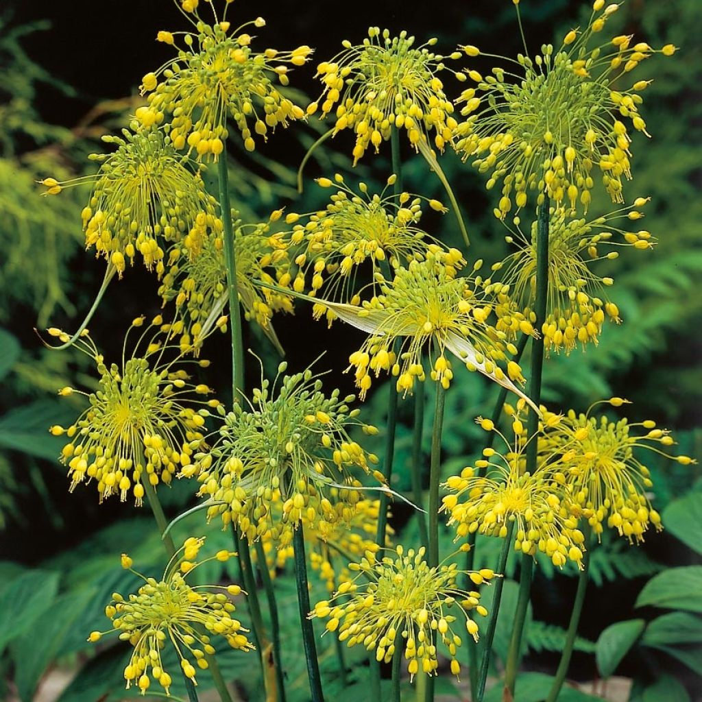 Allium flavum subsp. flavum - Gelber Lauch