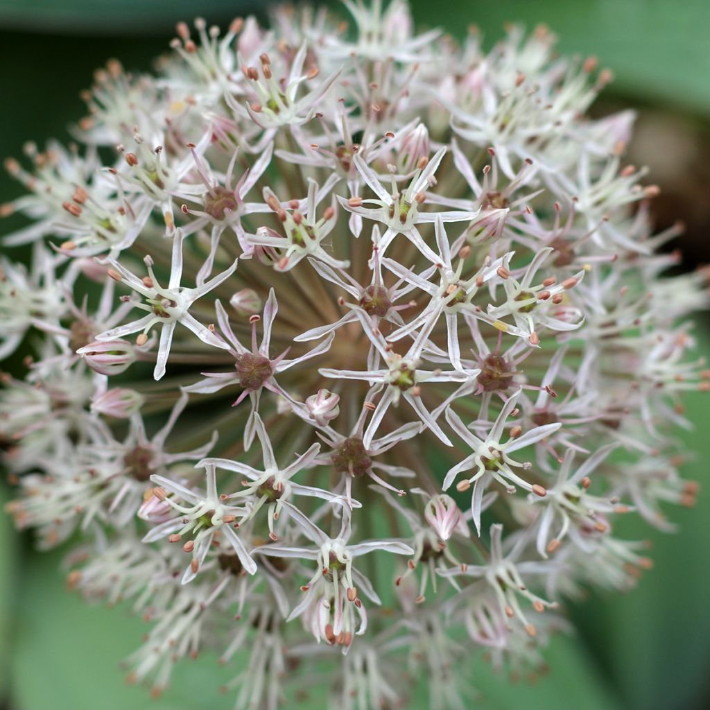 Allium karataviense  - Turkestan Onion, Ornamental Onion