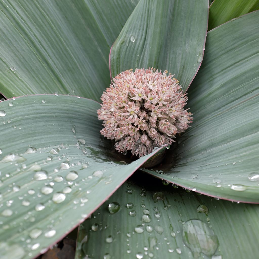 Allium karataviense - Blauzungen-Lauch