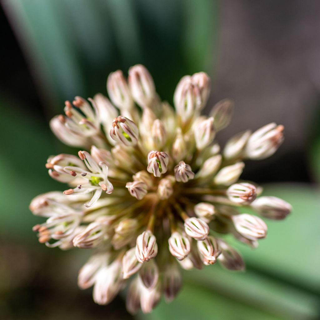 Allium karataviense - Blauzungen-Lauch