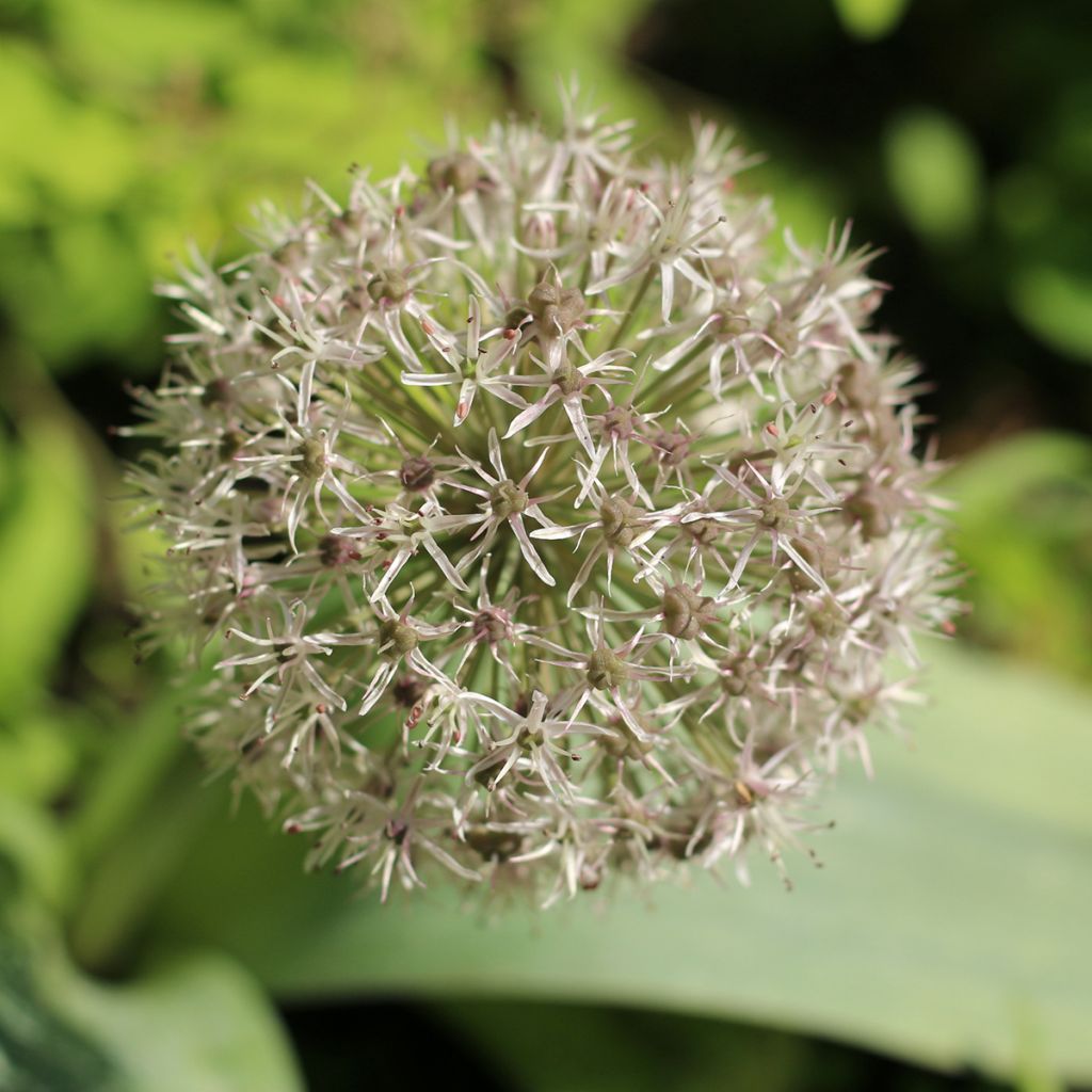 Allium karataviense - Blauzungen-Lauch