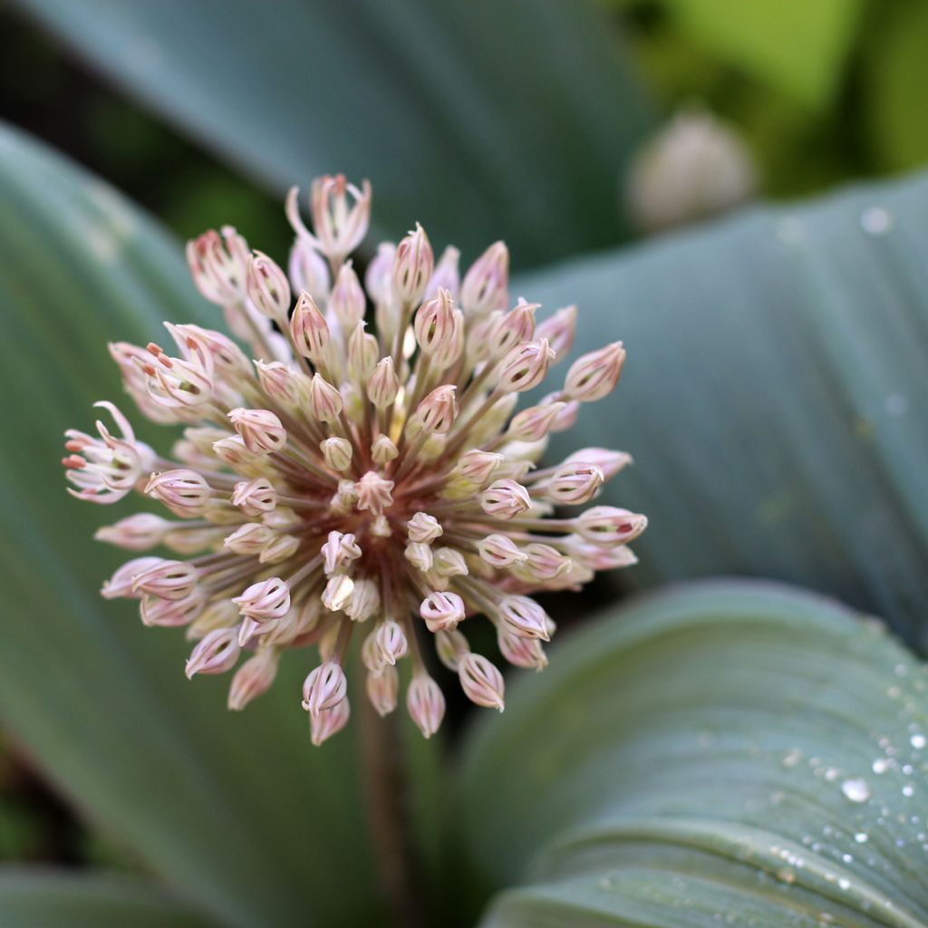 Allium karataviense - Blauzungen-Lauch