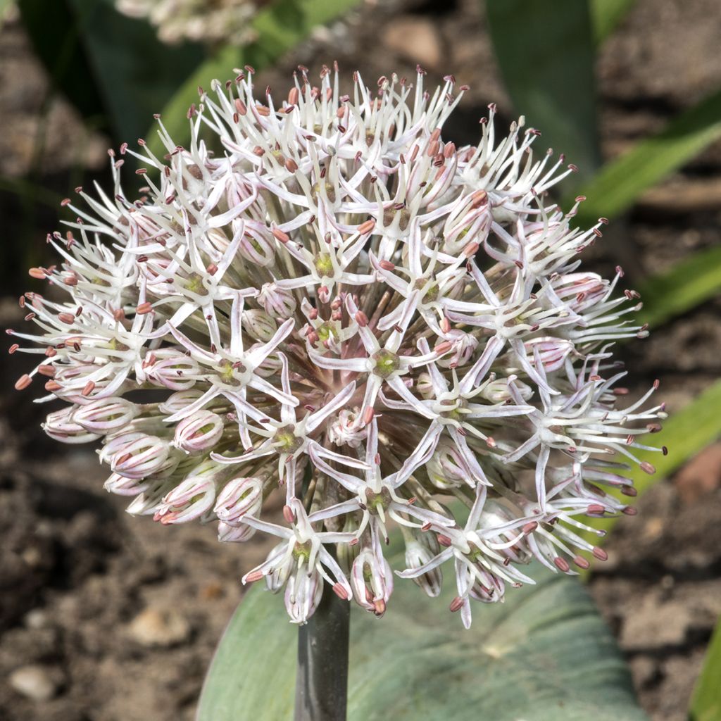 Allium karataviense - Blauzungen-Lauch