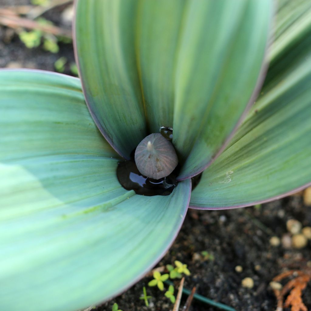 Allium karataviense - Blauzungen-Lauch