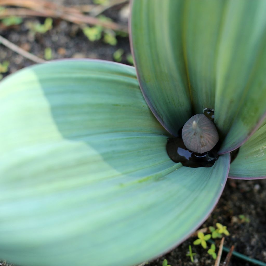 Allium karataviense Red Giant - Ail d'ornement du Turkestan