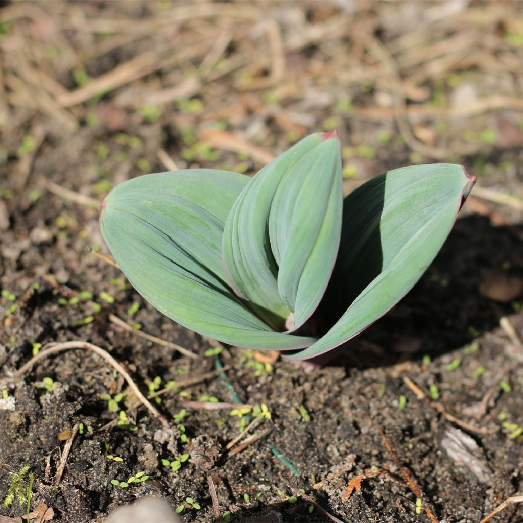 Allium karataviense Red Giant - Ail d'ornement du Turkestan