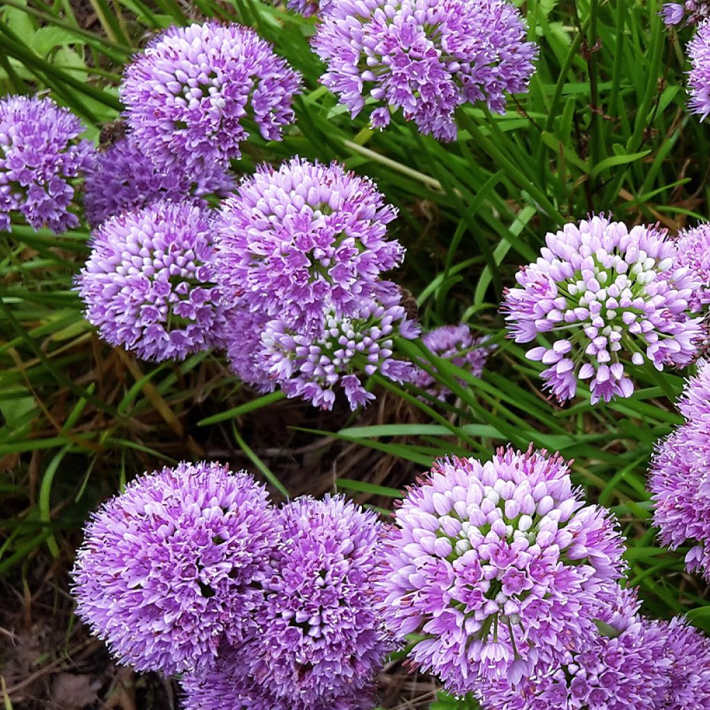 Allium Little Sapphire - Zierlauch