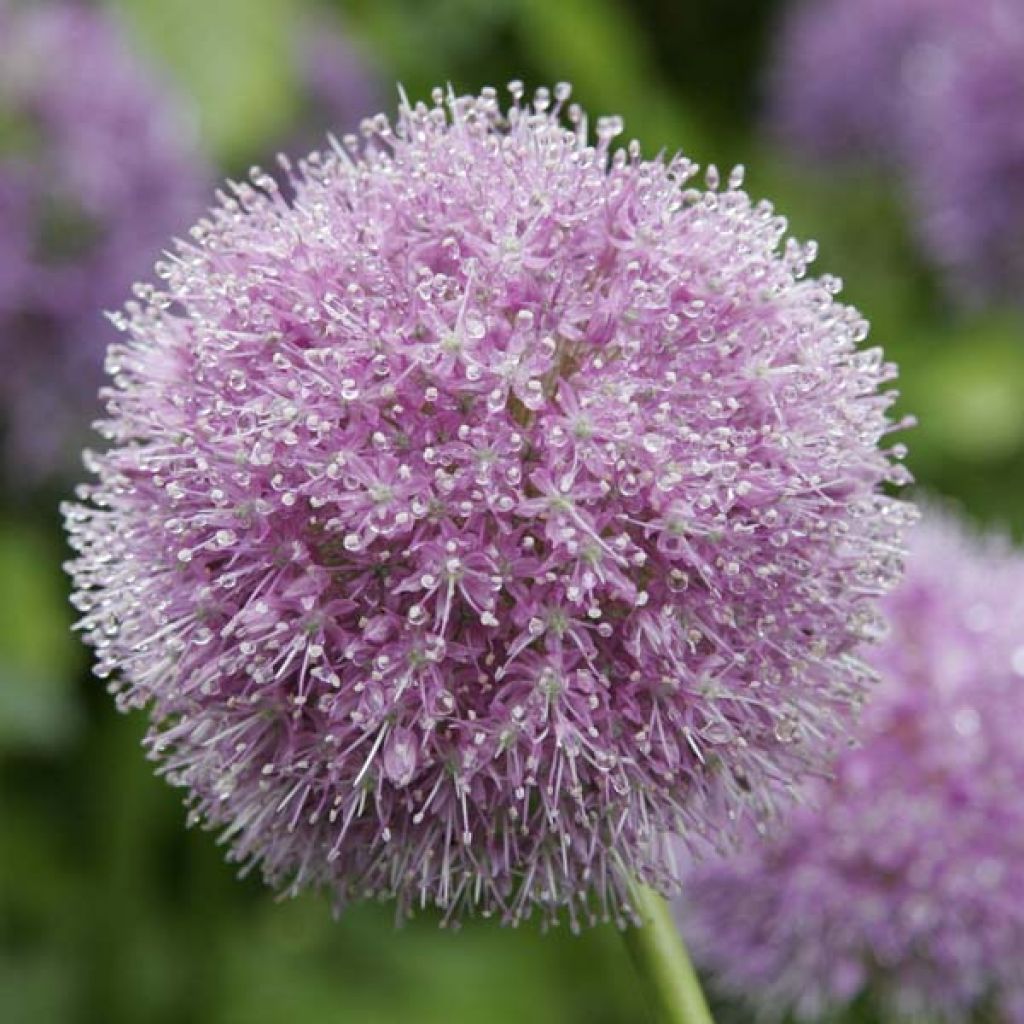 Allium macleanii - Zierlauch