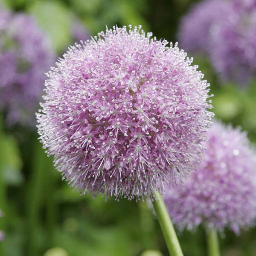 Allium Macleanii ou Elatum