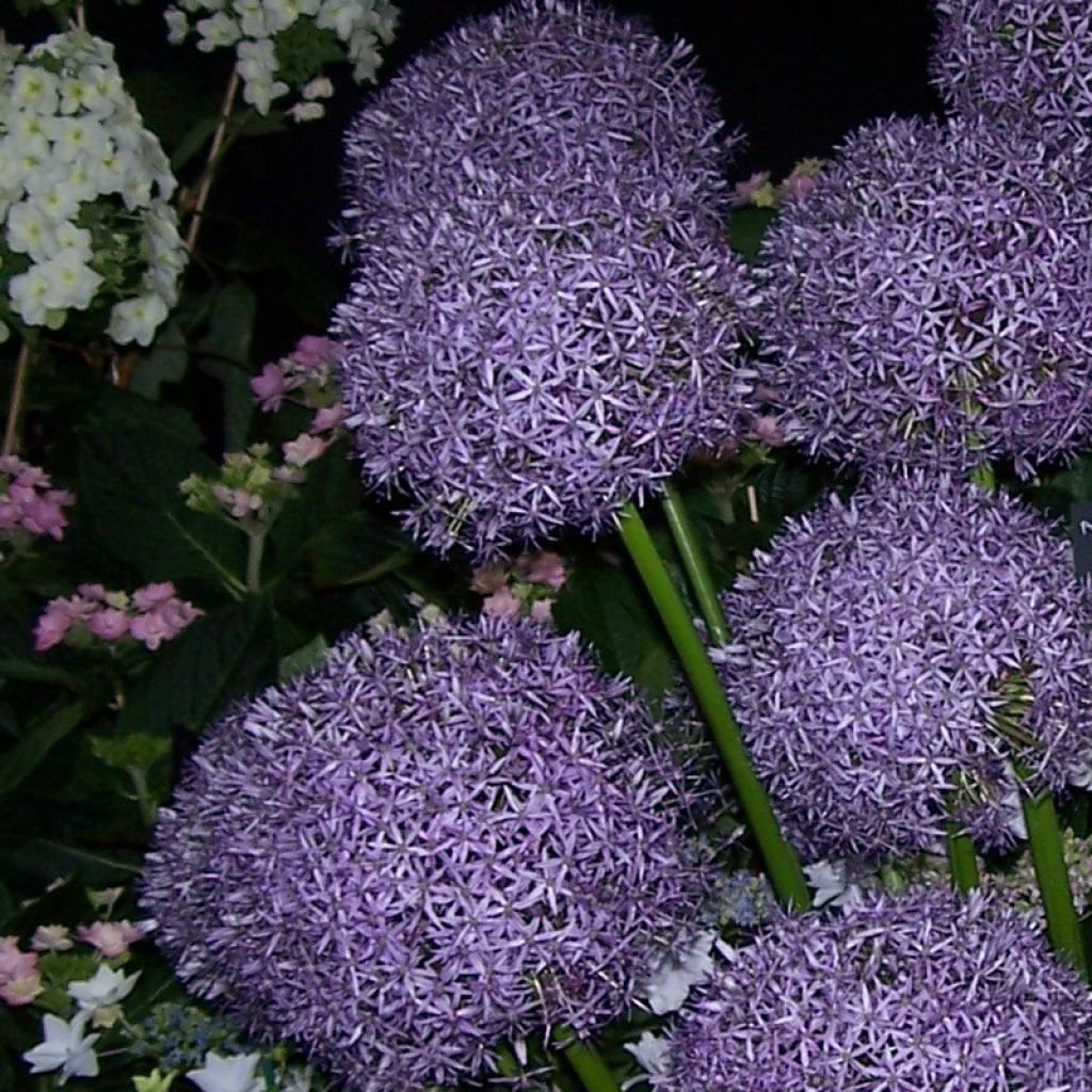 Allium Mars