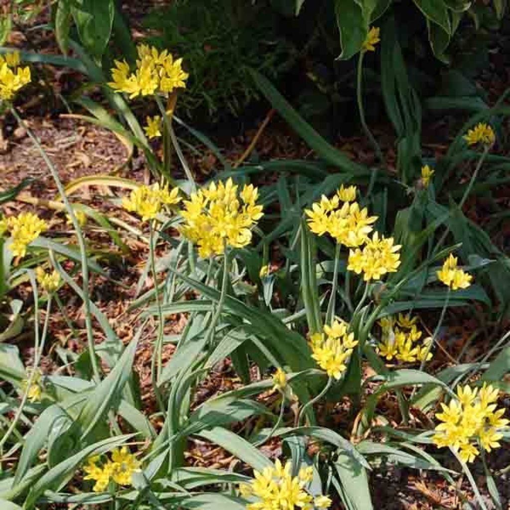 Allium moly - Goldlauch