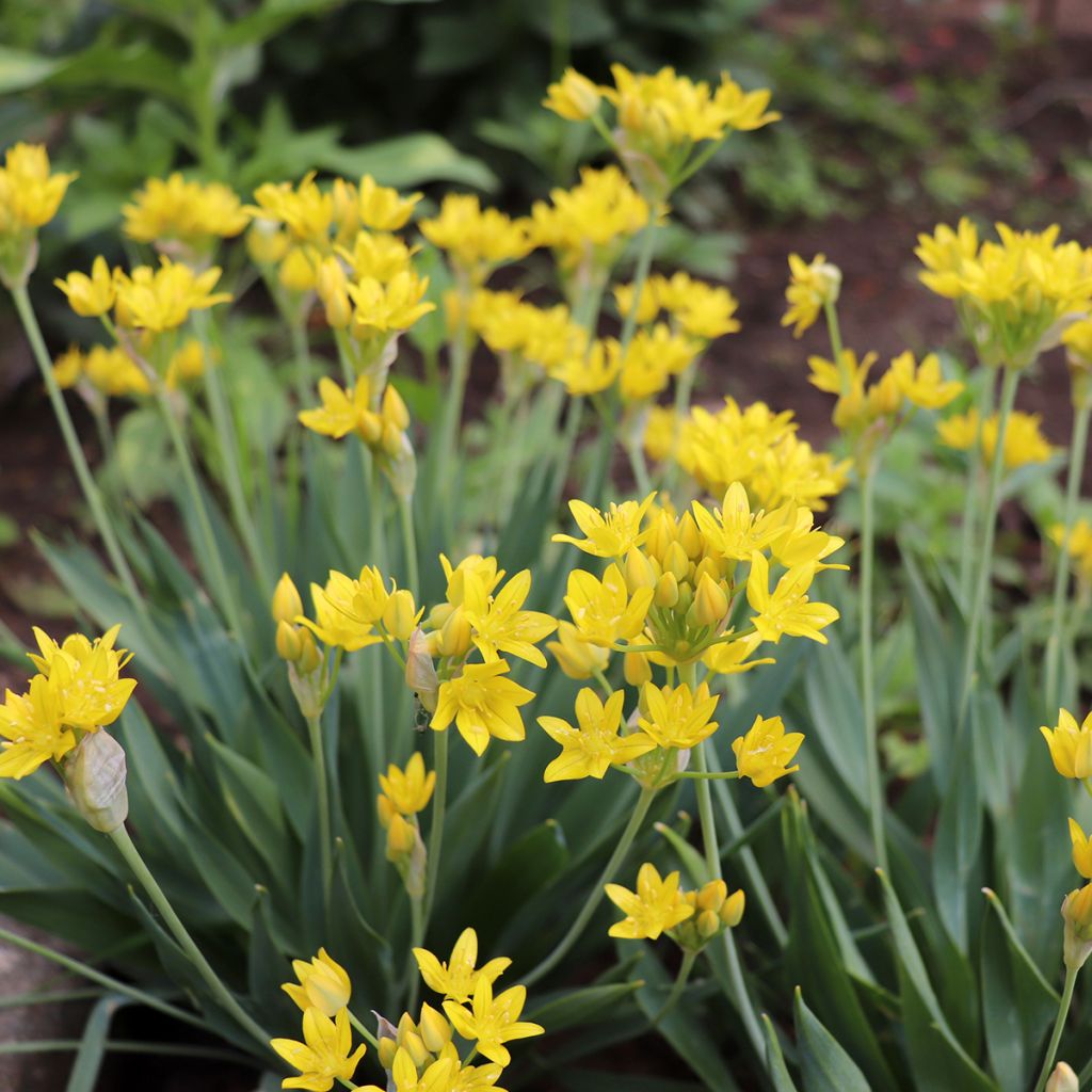 Allium moly - Goldlauch