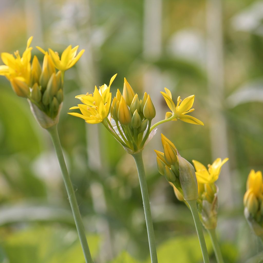 Allium moly - Goldlauch