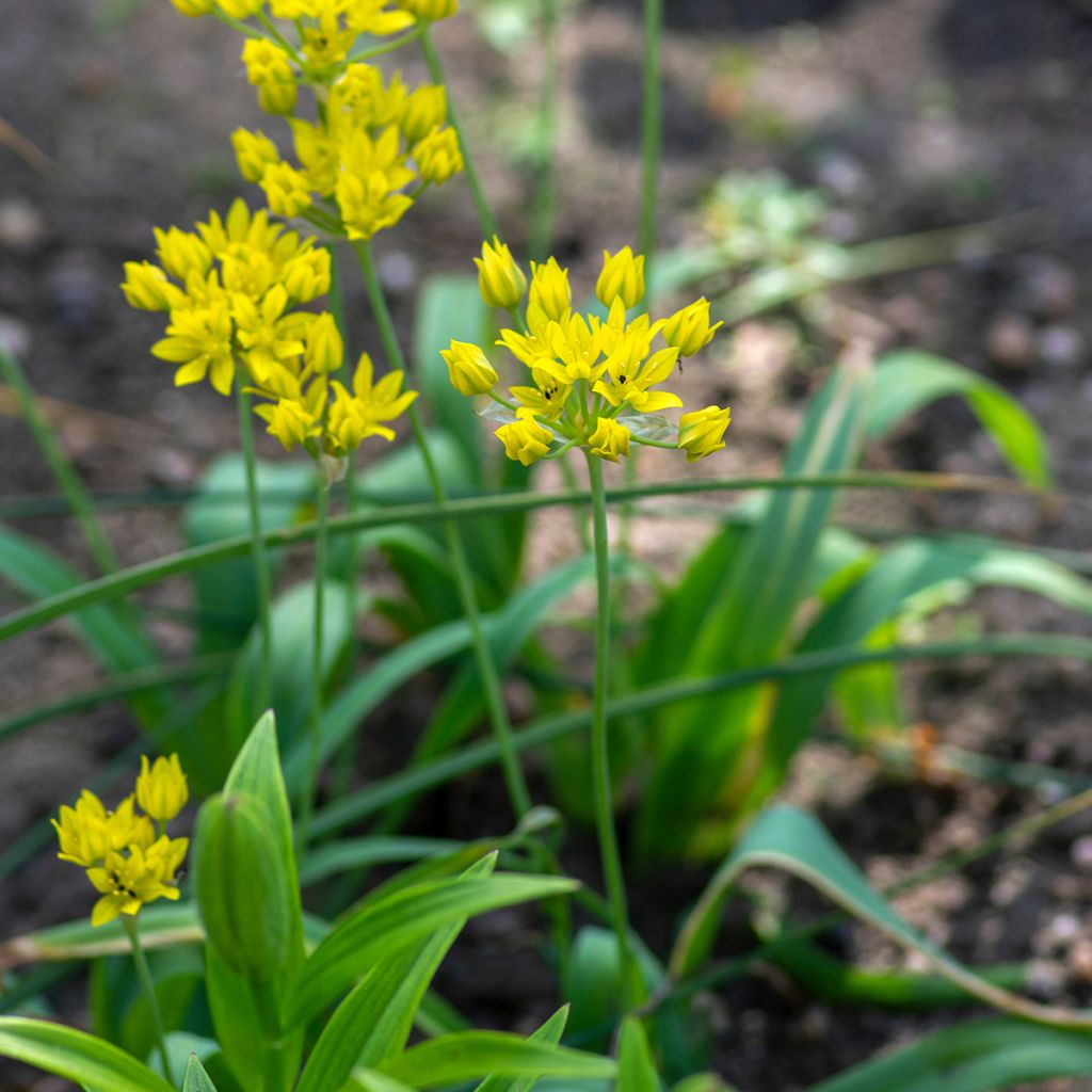 Allium moly - Goldlauch