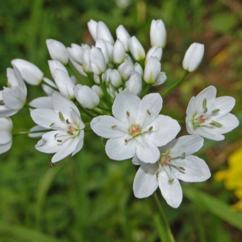 Allium neapolitanum - Neapolitanischer Lauch