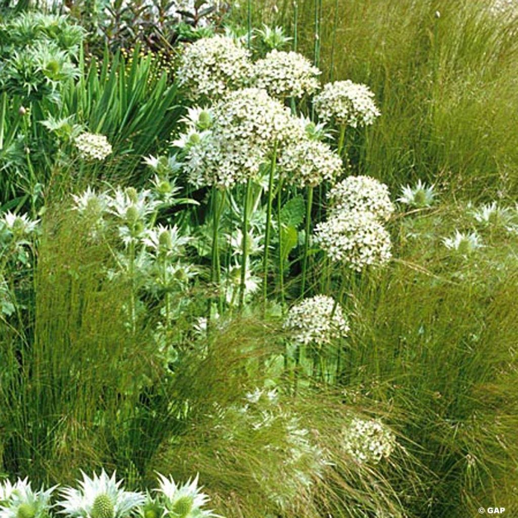 Allium nigrum ssp multibulbosum - Zierlauch