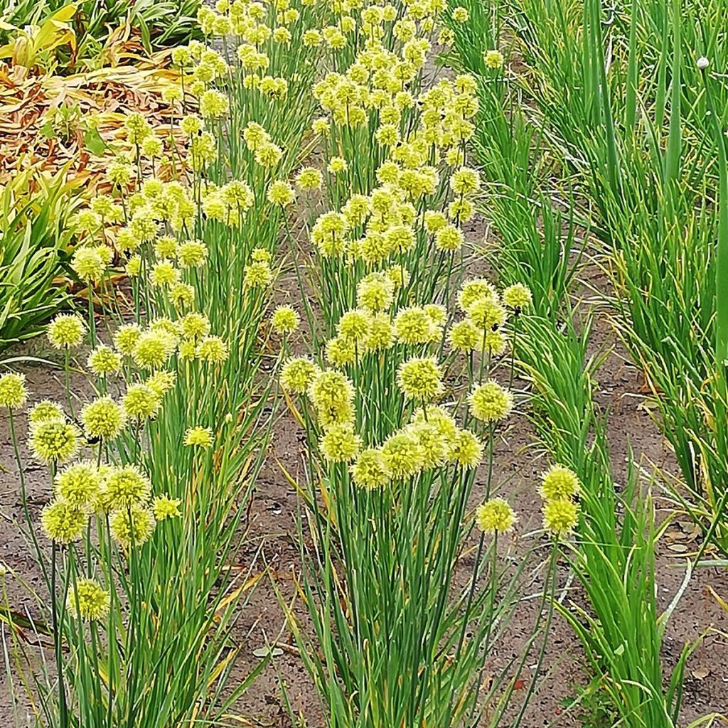 Allium obliquum - Scharfer Gelblauch