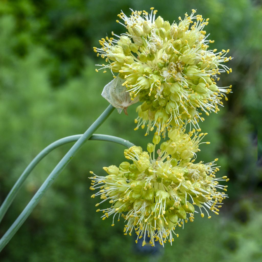 Allium obliquum - Scharfer Gelblauch