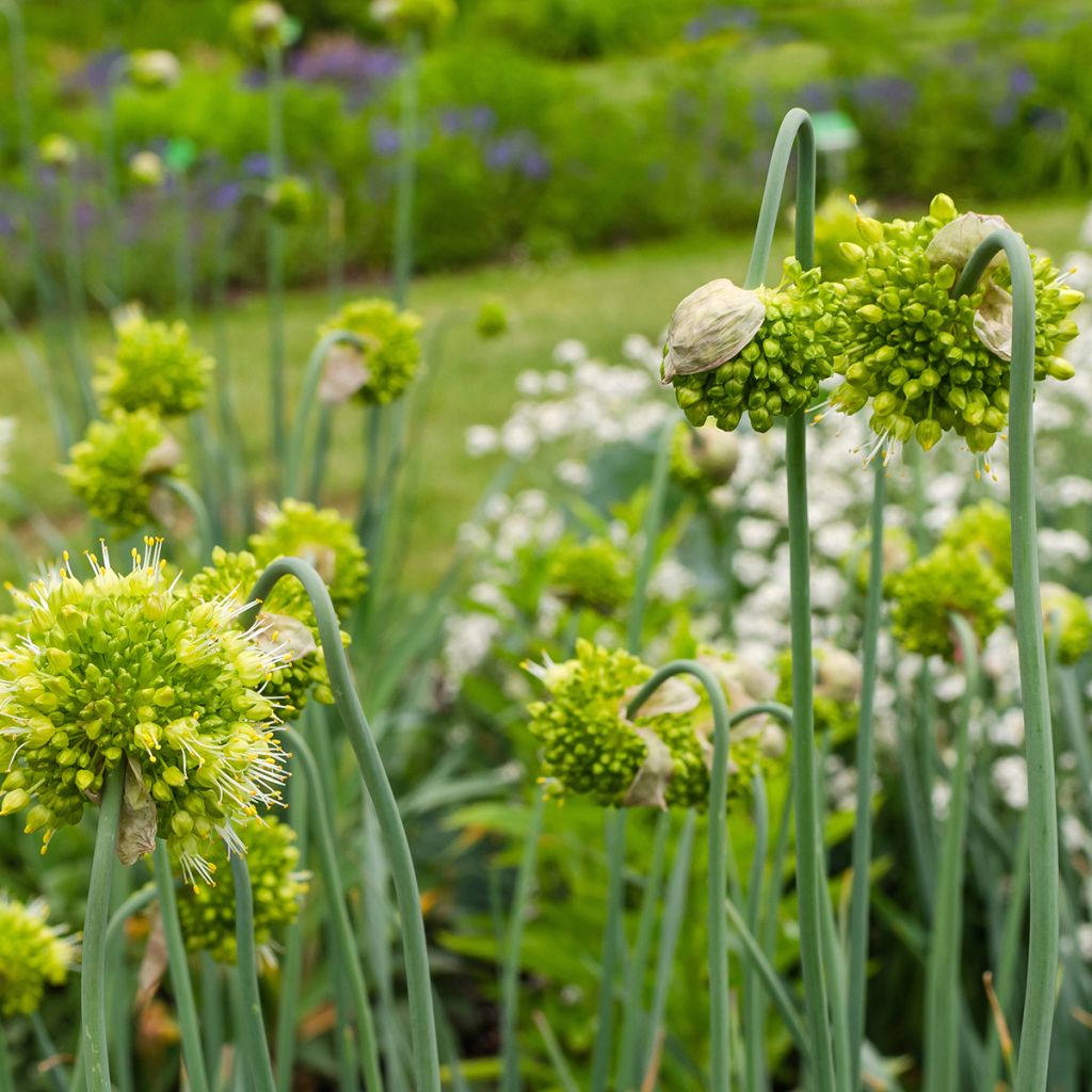 Allium obliquum - Scharfer Gelblauch