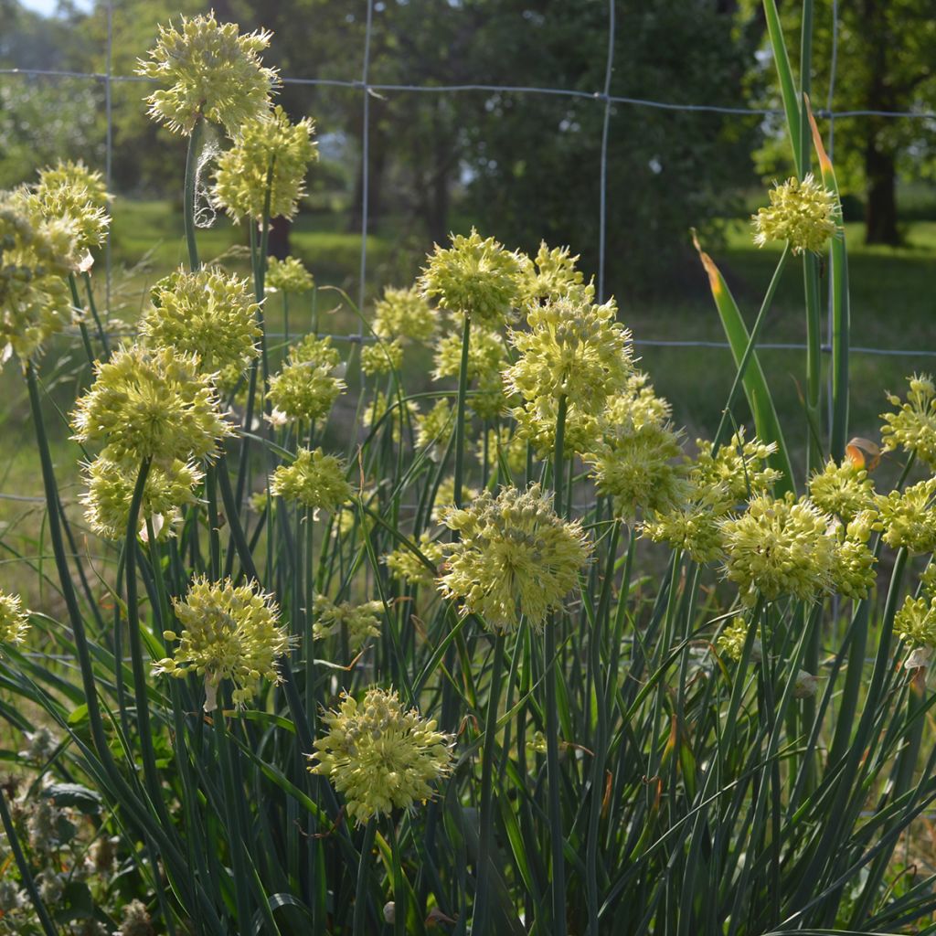 Allium obliquum - Scharfer Gelblauch