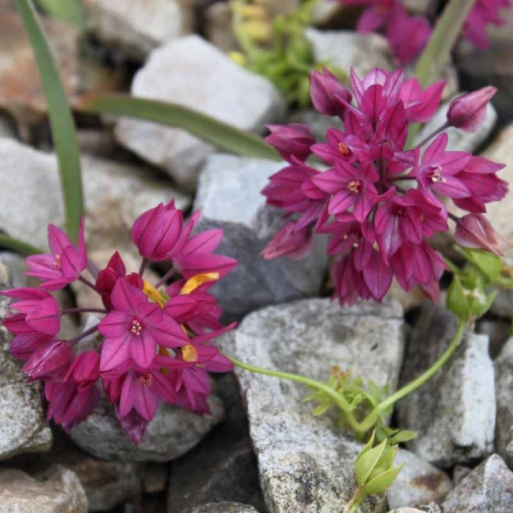 Allium oreophilum - Rosen-Zwerglauch