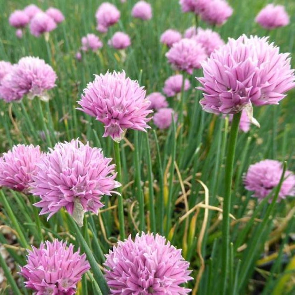 Ciboulette Rising Star - Allium schoenoprasum