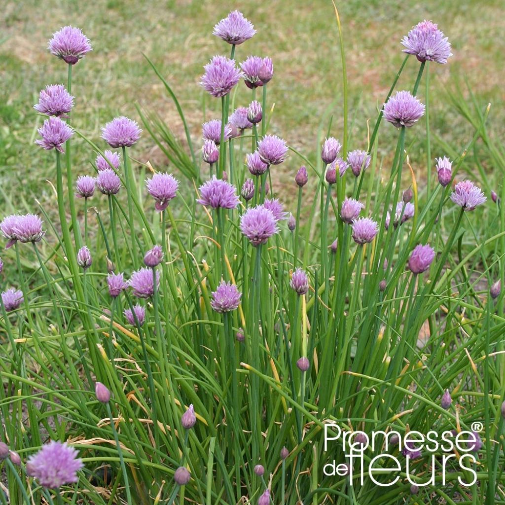 Ciboulette Rising Star - Allium schoenoprasum