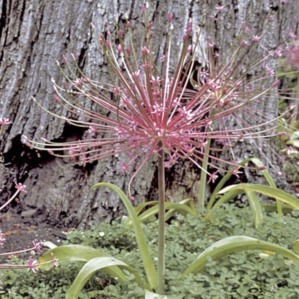 Allium schubertii - Schuberts Lauch