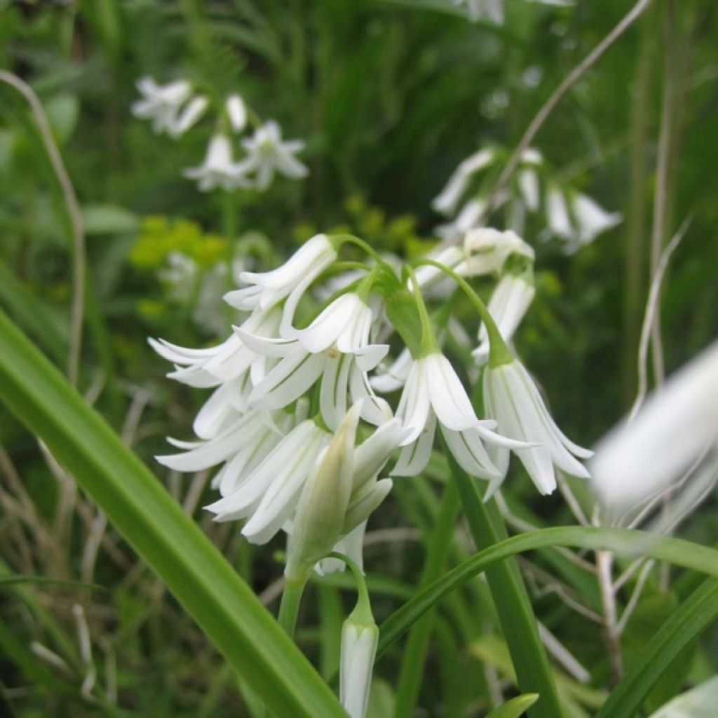 Allium triquetrum - Dreikantiger Lauch