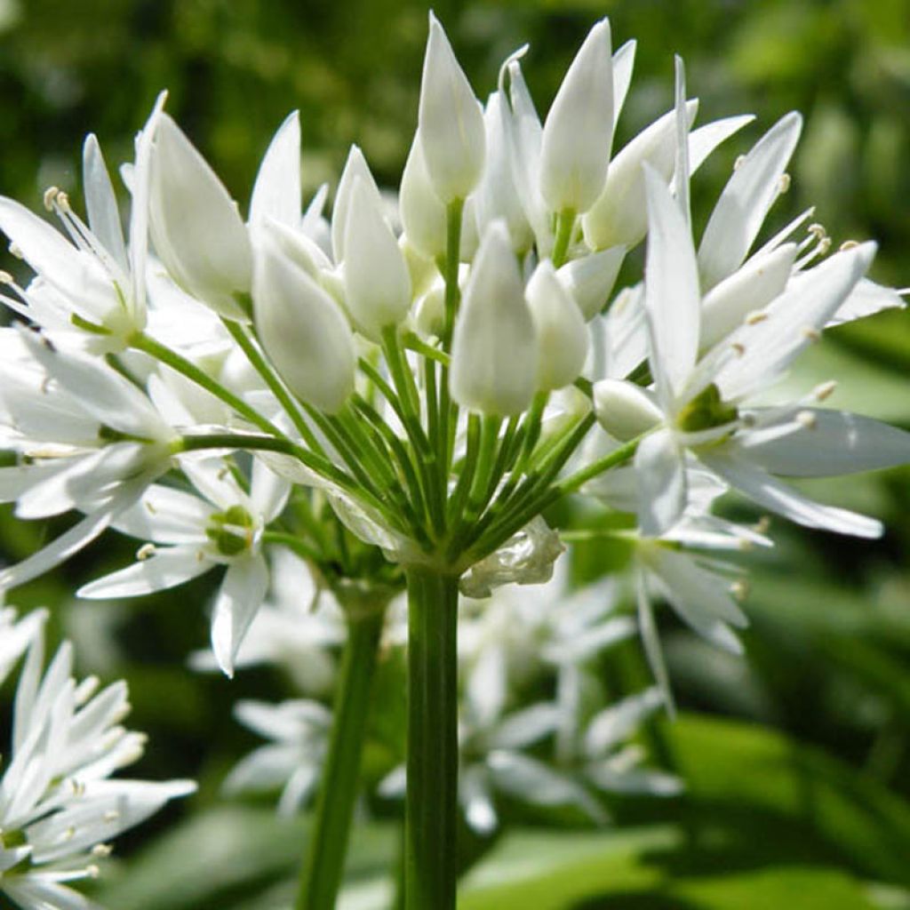 Ail des Ours - Allium ursinum en godet