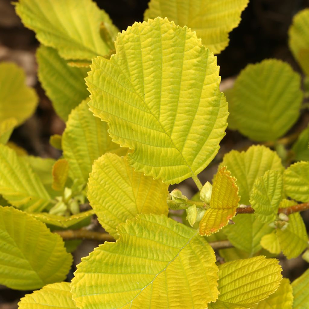 Alnus glutinosa Aurea - Schwarz-Erle