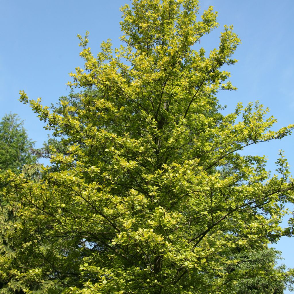 Alnus glutinosa Aurea - Schwarz-Erle