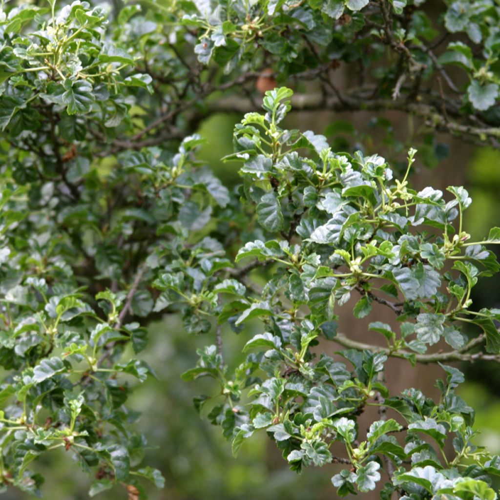 Alnus glutinosa Incisa - Schwarz-Erleuropean Alder