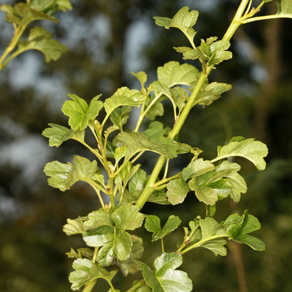 Alnus glutinosa Incisa - Schwarz-Erleuropean Alder