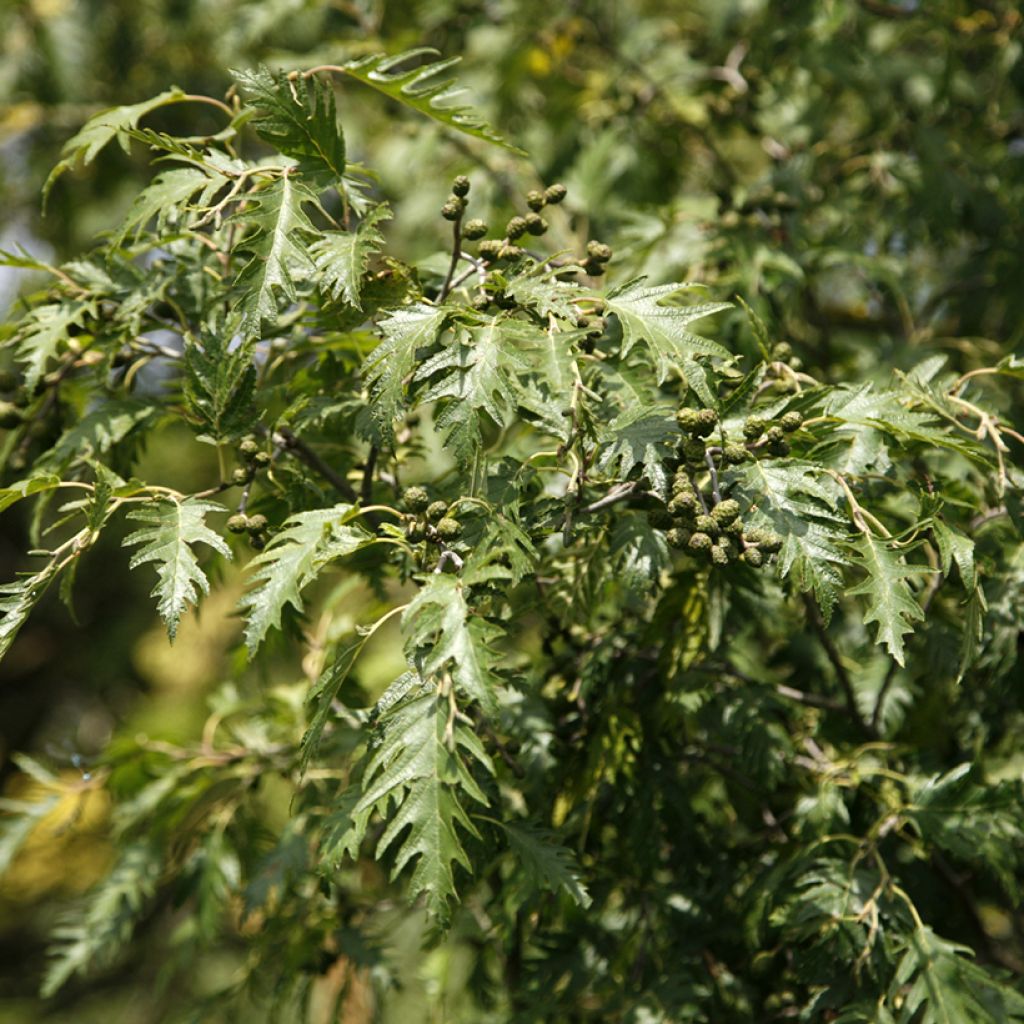 Alnus glutinosa Laciniata - Schwarz-Erle