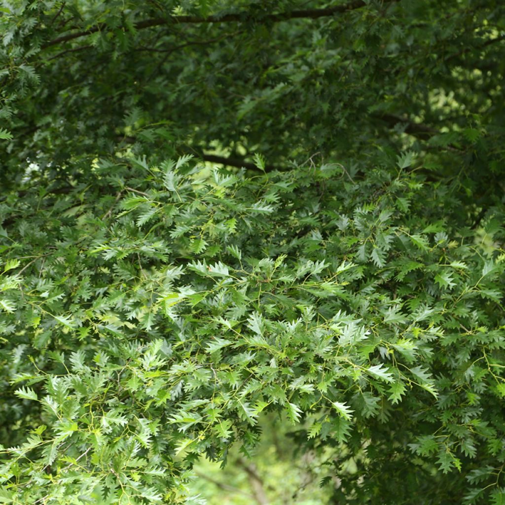 Alnus glutinosa Laciniata - Schwarz-Erle