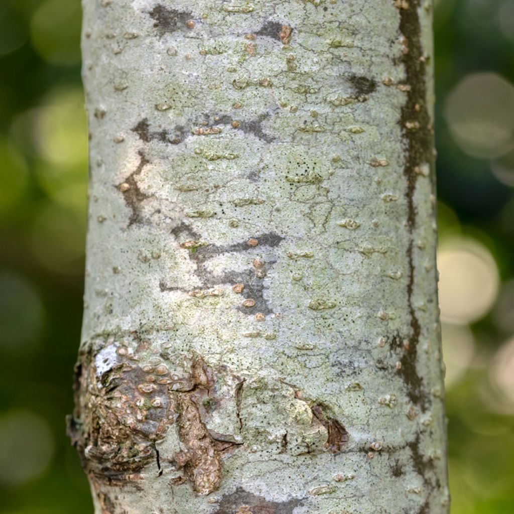 Alnus glutinosa Laciniata - Schwarz-Erle