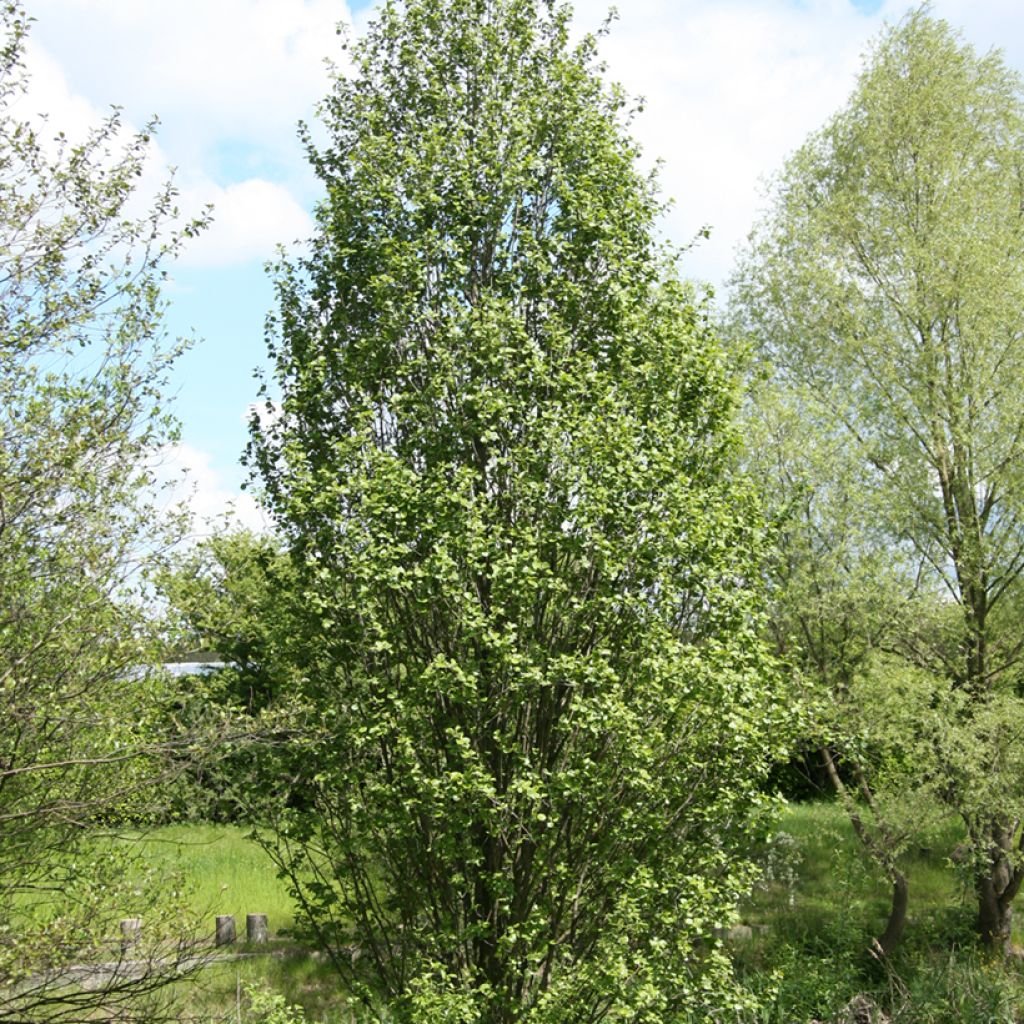 Alnus glutinosa Luszyn - Schwarz-Erle