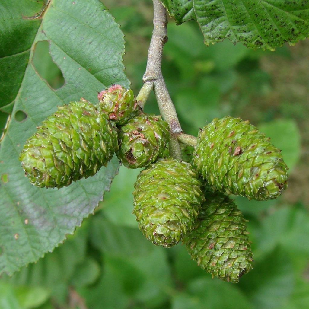 Alnus incana - Grau-Erle