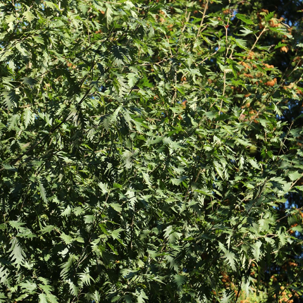 Alnus incana Laciniata - Grau-Erle