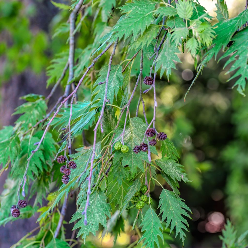 Alnus incana Laciniata - Grau-Erle