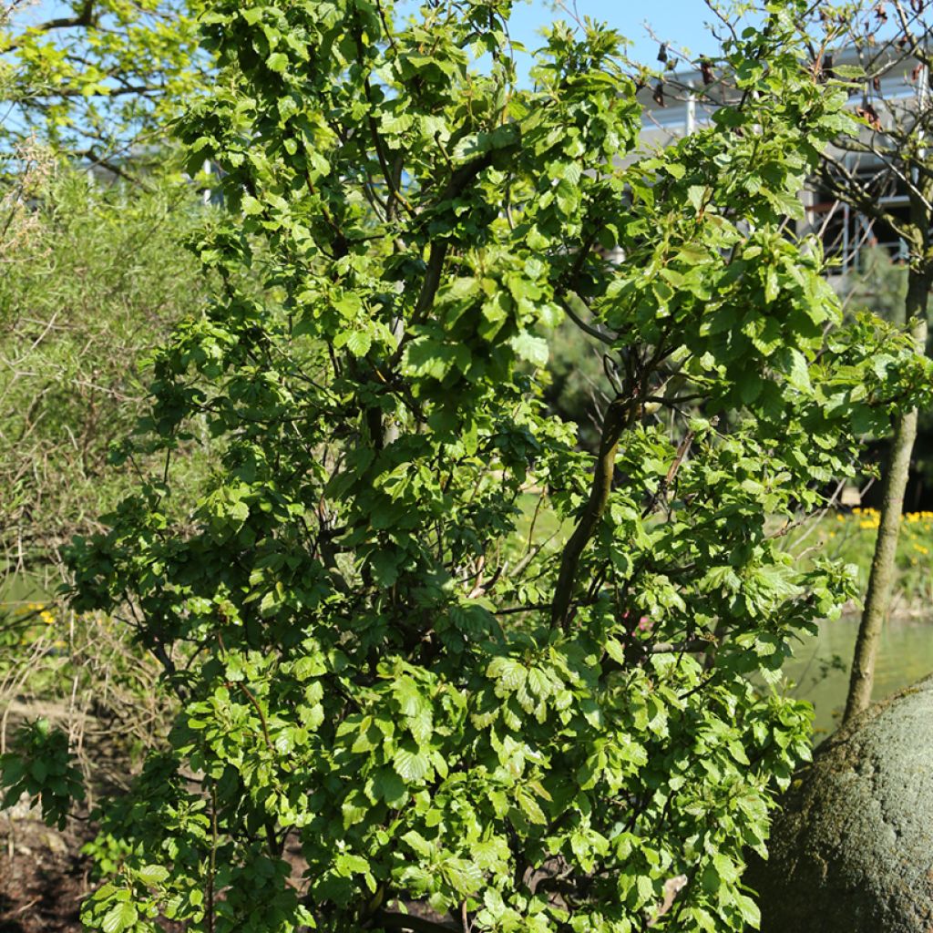 Alnus incana Monstrosa - Grau-Erle