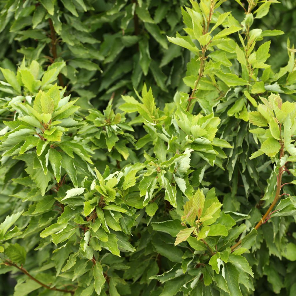 Alnus incana Monstrosa - Grau-Erle