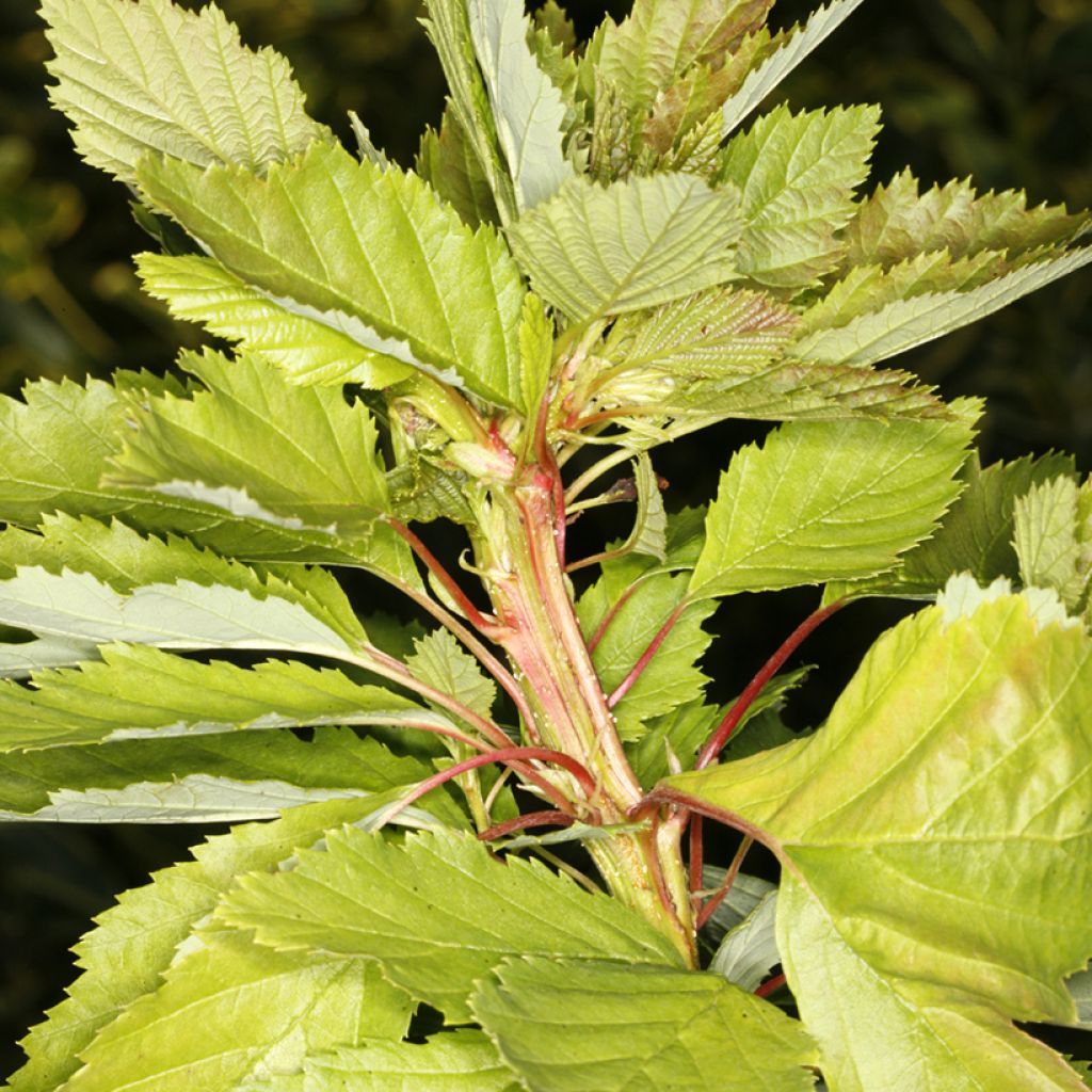 Alnus incana Monstrosa - Grau-Erle