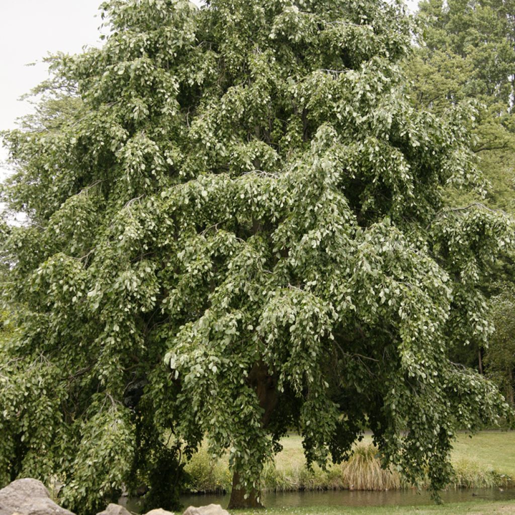 Alnus incana Pendula - Grau-Erle