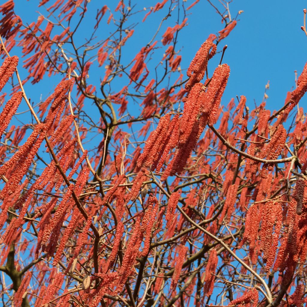 Alnus spaethii - Spaeths Erle