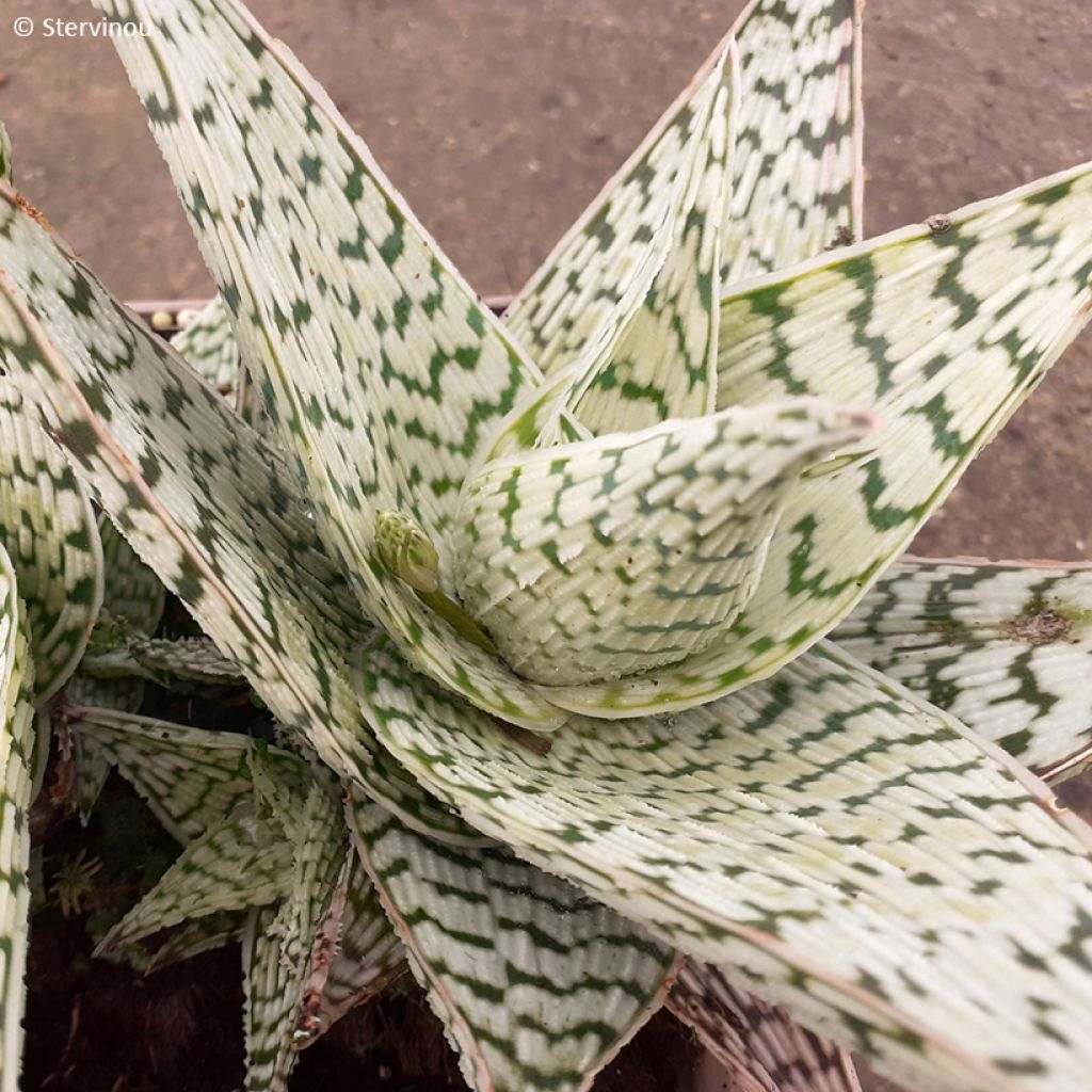 Aloe Delta Lights