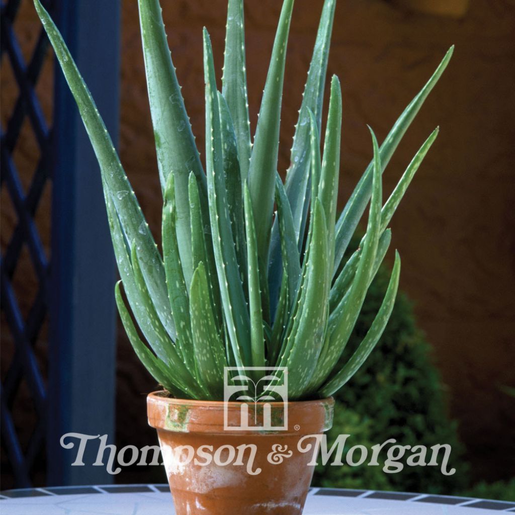 Aloe vera (Samen) - Echte Aloe