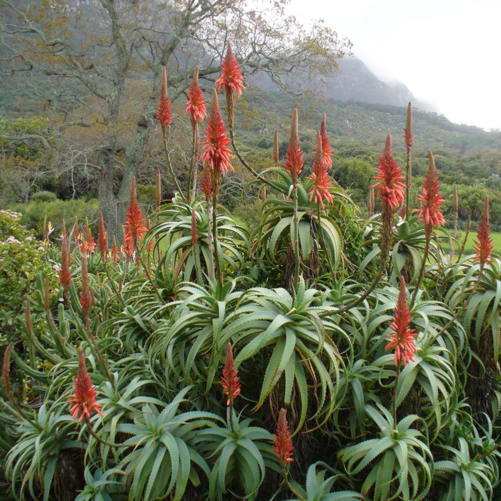 Aloe arborescens - Brand-Aloe