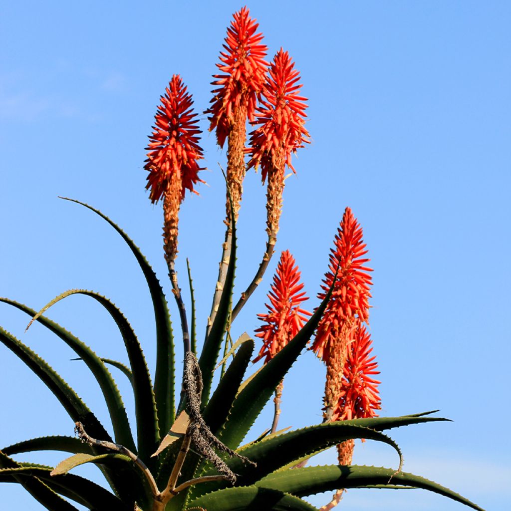 Aloe arborescens - Brand-Aloe